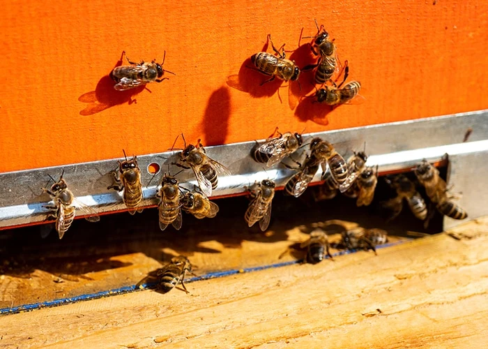 Bee Exterminator Charleston SC