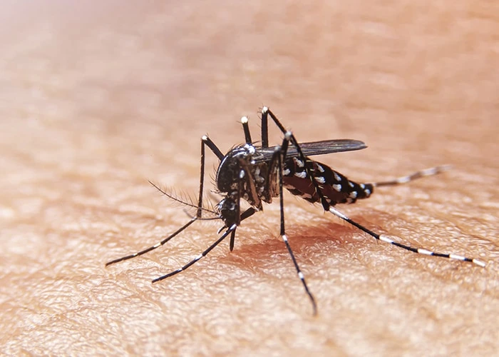 Mosquito Exterminator Charleston SC