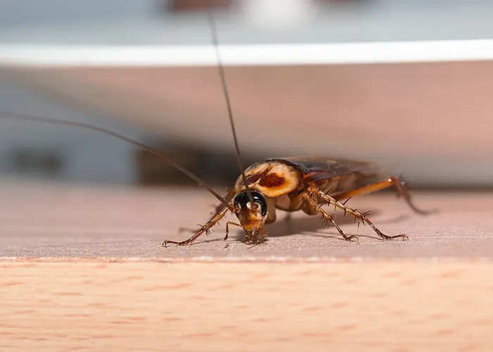 Roach Exterminator Charleston SC