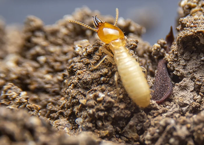 Termite Exterminator Charleston SC