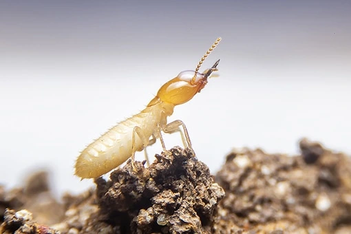 Termite Inspections Myrtle Beach